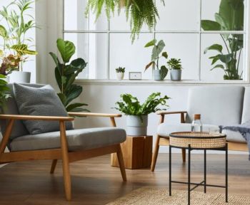 piante in casa