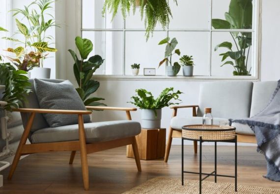 piante in casa