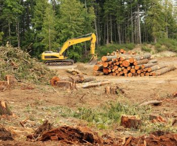 deforestazione