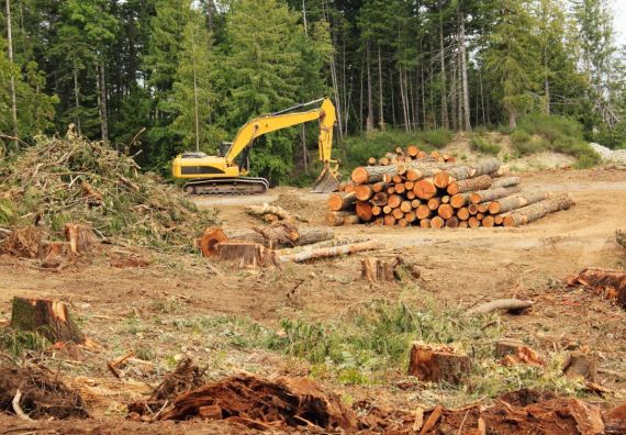 deforestazione