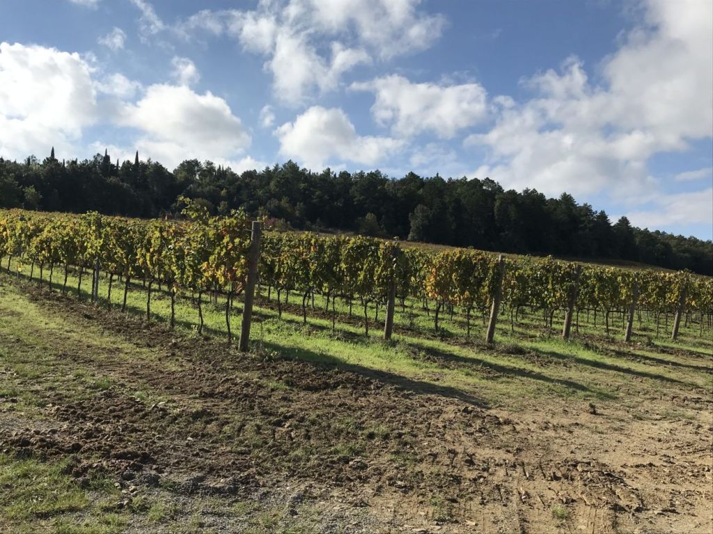 Cascine con vigneto in Toscana