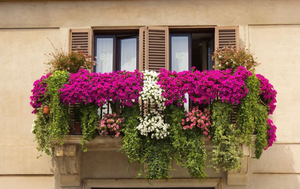 I fiori e le piante più resistenti al caldo